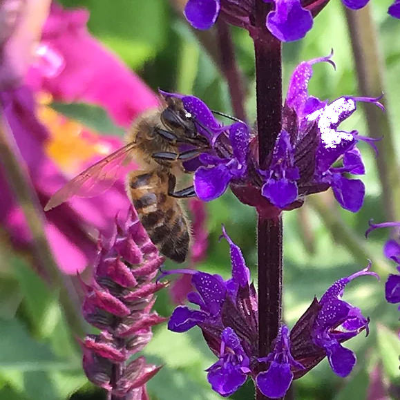 Honey – how bees turn pollen into honey
